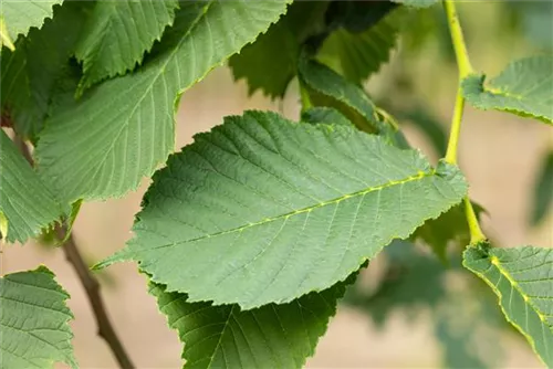 Laubenulme 'Camperdownii' - Ulmus glabra 'Camperdownii'