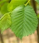 Laubenulme 'Camperdownii' - Ulmus glabra 'Camperdownii'