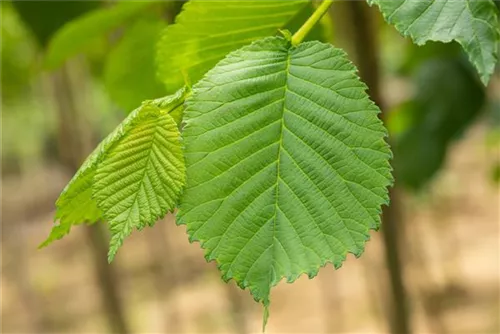 Laubenulme 'Camperdownii' - Ulmus glabra 'Camperdownii'