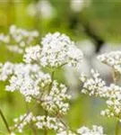 Gewöhnlicher Baldrian - Valeriana officinalis