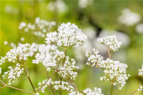 Gewöhnlicher Baldrian - Valeriana officinalis