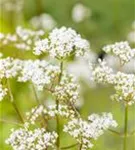 Gewöhnlicher Baldrian - Valeriana officinalis