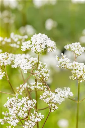 Gewöhnlicher Baldrian - Valeriana officinalis