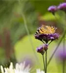 Eisenkraut - Verbena bonariensis