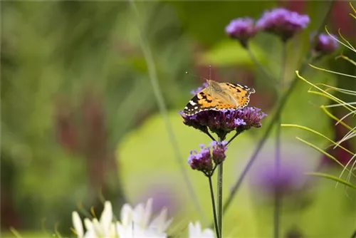 Eisenkraut - Verbena bonariensis