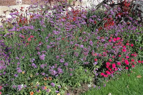 Eisenkraut - Verbena bonariensis