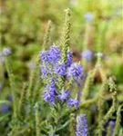 Garten-Teppich-Ehrenpreis - Veronica spicata 'Nana Blauteppich', gen.