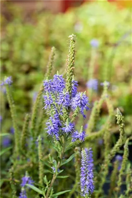 Garten-Teppich-Ehrenpreis - Veronica spicata 'Nana Blauteppich', gen.