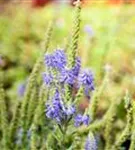 Garten-Teppich-Ehrenpreis - Veronica spicata 'Nana Blauteppich', gen.