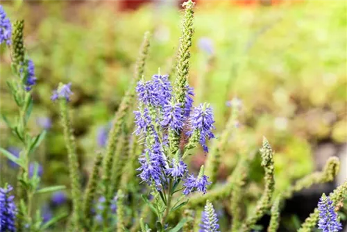 Garten-Teppich-Ehrenpreis - Veronica spicata 'Nana Blauteppich', gen.