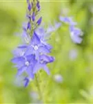 Großer Garten-Ehrenpreis - Veronica teucrium 'Royal Blue'