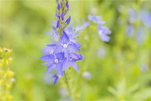 Großer Garten-Ehrenpreis - Veronica teucrium 'Royal Blue'