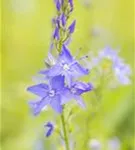 Großer Garten-Ehrenpreis - Veronica teucrium 'Royal Blue'