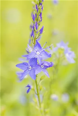 Großer Garten-Ehrenpreis - Veronica teucrium 'Royal Blue'