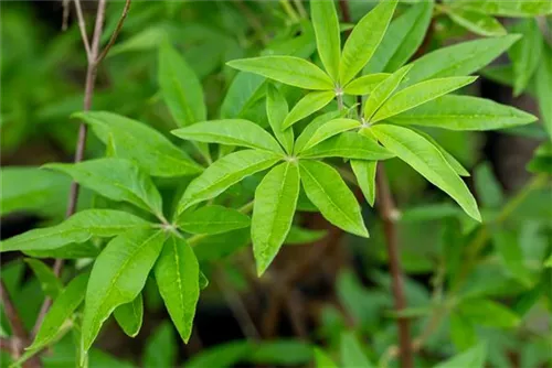 Mönchspfeffer - Vitex agnus-castus