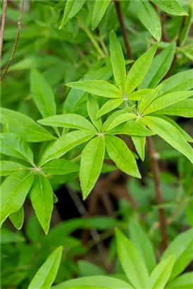 Mönchspfeffer - Vitex agnus-castus