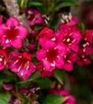 Weigelie 'Eva Rathke' - Weigela 'Eva Rathke'