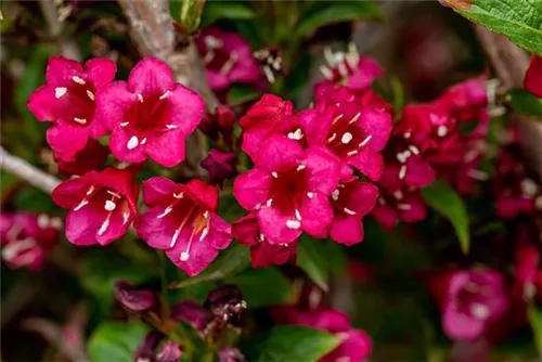 Weigelie 'Eva Rathke' - Weigela 'Eva Rathke'