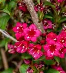 Weigelie 'Eva Rathke' - Weigela 'Eva Rathke'