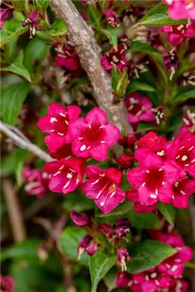 Weigelie 'Eva Rathke' - Weigela 'Eva Rathke'