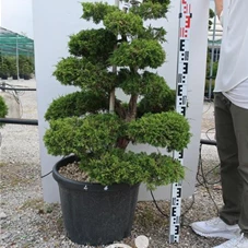 Juniperus chinensis, Gartenbonsai NP19n4 - 80