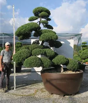 Juniperus chinensis