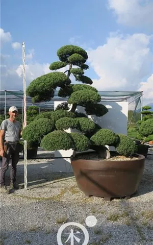 Juniperus chinensis