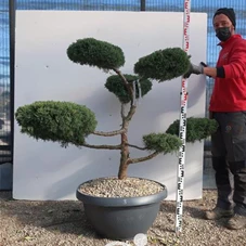 Juniperus chinensis, Gartenbonsai NP3 - 120