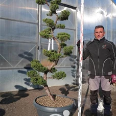 Juniperus chinensis, Gartenbonsai NPA - 190