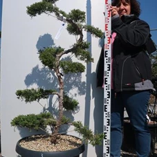 Juniperus chinensis, Gartenbonsai NP3 - 120