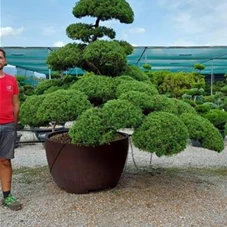 Juniperus chinensis, Gartenbonsai 69K7 - 200