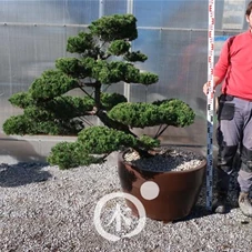 Juniperus chinensis, Gartenbonsai NPn4 - 120