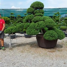 Juniperus chinensis, Gartenbonsai 68K6 - 180