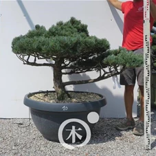 Pinus pentaphylla 'Goyo Matsu', Gartenbonsai ST53n10 - 100