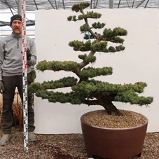 Pinus pentaphylla 'Goyo Matsu', Gartenbonsai Tn19 - 140