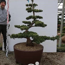 Pinus pentaphylla 'Goyo Matsu', Gartenbonsai Tn30 - 150