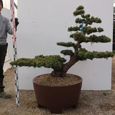 Pinus pentaphylla 'Goyo Matsu', Gartenbonsai Tn4 - 110