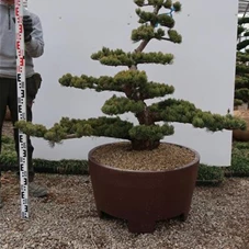 Pinus pentaphylla 'Goyo Matsu', Gartenbonsai Tn5 - 110