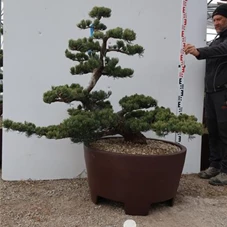 Pinus pentaphylla 'Goyo Matsu', Gartenbonsai Tn6 - 120