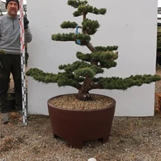 Pinus pentaphylla 'Goyo Matsu', Gartenbonsai Tn8 - 120