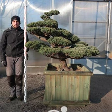 Pinus pentaphylla 'Goyo Matsu', Gartenbonsai ST51 - 120