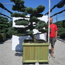 Pinus pentaphylla 'Goyo Matsu', Gartenbonsai STn15 - 170