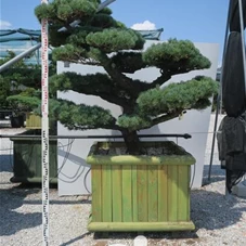 Pinus pentaphylla 'Goyo Matsu', Gartenbonsai STn20 - 140