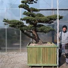 Pinus pentaphylla 'Goyo Matsu', Gartenbonsai A4 - 220