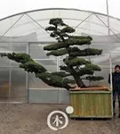 Mädchen-Kiefer - Pinus pentaphylla 'Goyo Matsu'