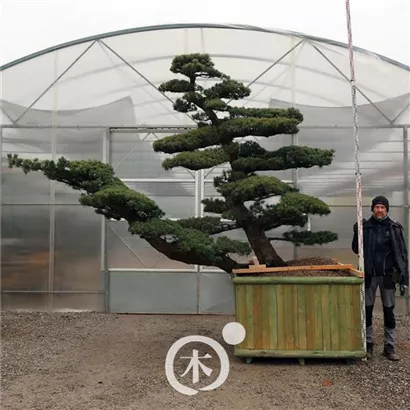 Mädchen-Kiefer - Pinus pentaphylla 'Goyo Matsu'