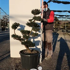 Taxus cuspidata 'Nana Kyaraboku', Gartenbonsai T14n18 - 110