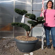 Taxus cuspidata 'Nana Kyaraboku', Gartenbonsai NPn8 - 90