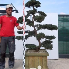 Taxus cuspidata 'Nana Kyaraboku', Gartenbonsai T8n15 - 130