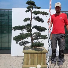 Taxus cuspidata 'Nana Kyaraboku', Gartenbonsai T8n17 - 130